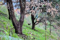 Gulbert trail Kasauli.jpg