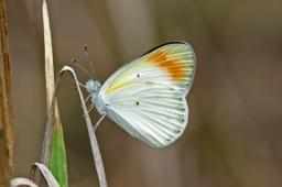 Large orange tip (Colotis antevippe antevippe) male underside.jpg