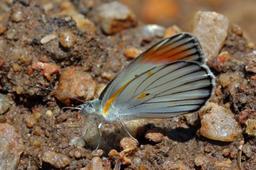 Large orange tip (Colotis antevippe exole) male underside.jpg