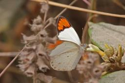 Large orange tip (Colotis euippe) male.jpg