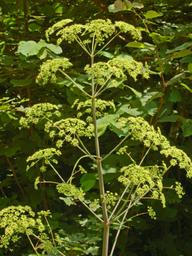 Apiaceae - Peucedanum verticillare-2.JPG