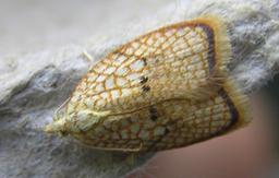 Acleris forsskaleana FvL.jpg