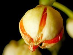 Euonymus Fortunei Fruit.jpg