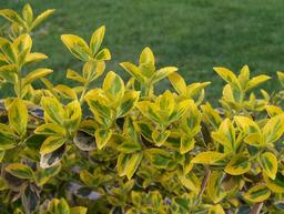 Euonymus fortunei a1.jpg